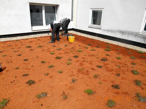 Dachbegrünung mit Substrat und Sedum-Pflanzen